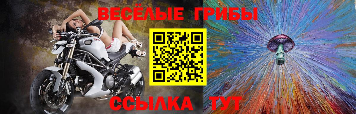 Галлюциногенные грибы Psilocybe Вольск